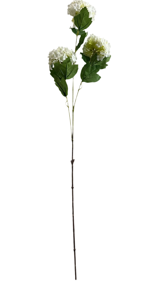 floral stem :: hydrangeas white