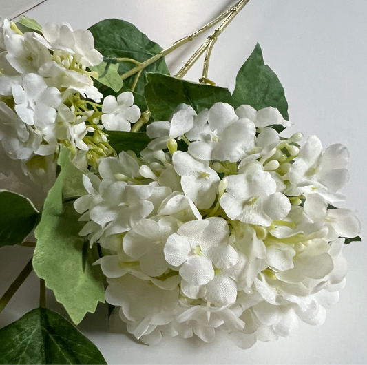 floral stem :: hydrangeas white
