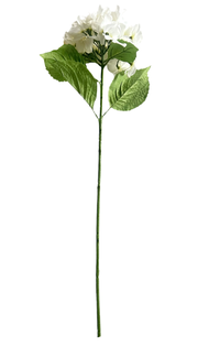 floral stem :: hydrangea white