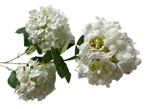 floral stem :: hydrangeas white