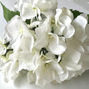 floral stem :: hydrangea white