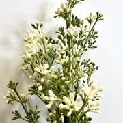 floral :: baby’s breath