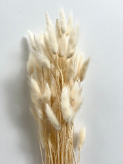 dried florals :: bunny tails (lagurus grass)