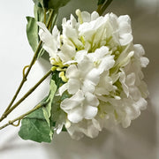 floral stem :: hydrangeas white