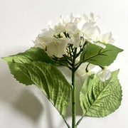 floral stem :: hydrangea white