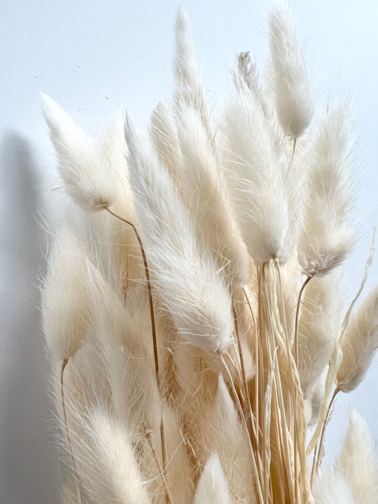 dried florals :: bunny tails (lagurus grass)