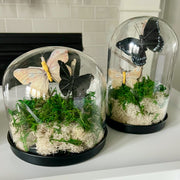 preserved reindeer moss