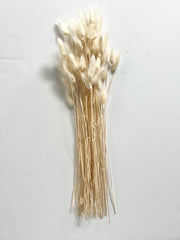 dried florals :: bunny tails (lagurus grass)