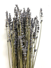 dried florals :: lavender