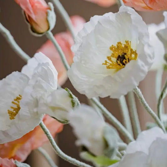 floral stem :: white poppy