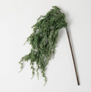 swag :: cedar