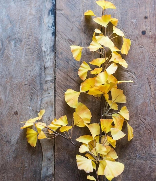 stem ginkgo leaf