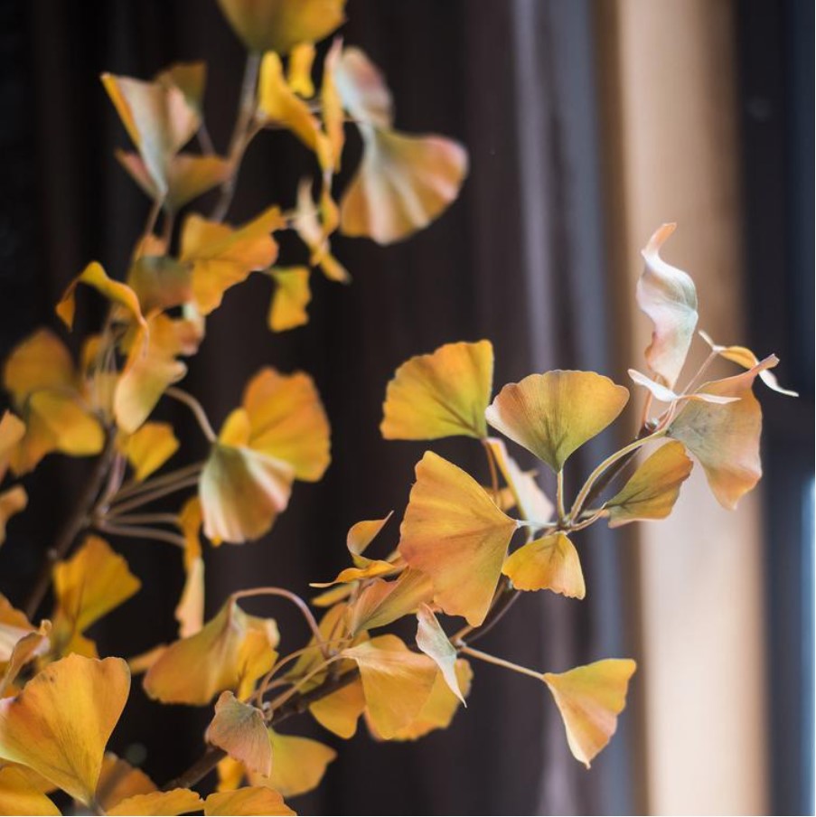 stem ginkgo leaf