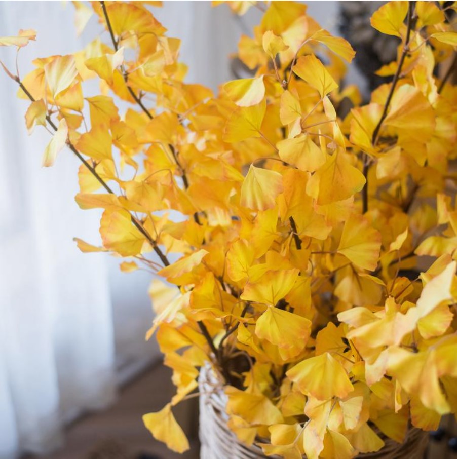 stem ginkgo leaf
