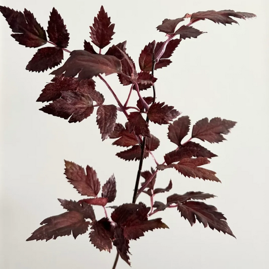 plum leaf stem