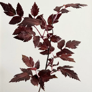 plum leaf stem