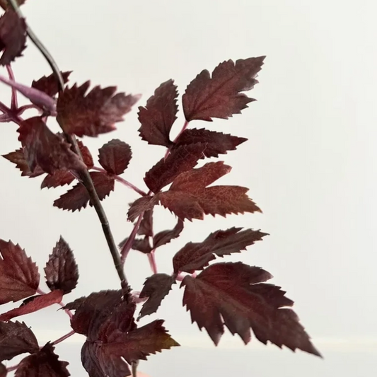 decorative plum stem