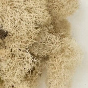 preserved reindeer moss