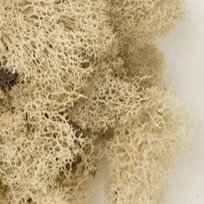 preserved reindeer moss