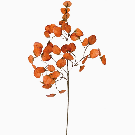 orange eucalyptus stem